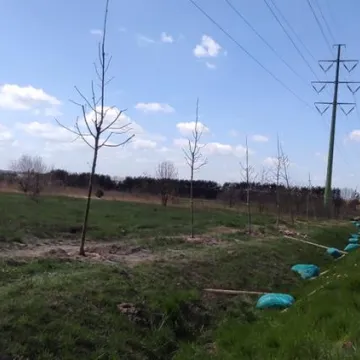 Prezydent Radomska sadził drzewa przy ul. Unii Europejskiej