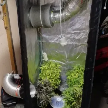 Gm. Gomunice: 31-latek uprawiał konopie w szafie