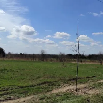 Prezydent Radomska sadził drzewa przy ul. Unii Europejskiej