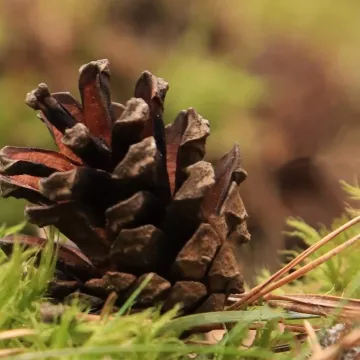 Leśne krajobrazy na plenerze fundacji „Foto POZYTYW”