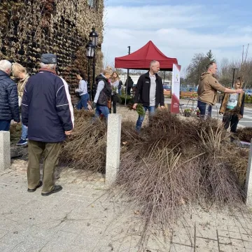 Zielone Radomsko. Darmowe sadzonki dla mieszkańców