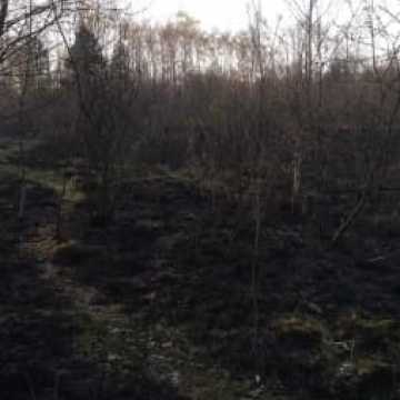 Bogusławów - pożar lasu i traw