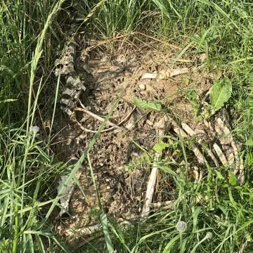 Niecodzienne znalezisko w Dobryszycach. W przydrożnym rowie natrafiono na szkielet zwierzęcia