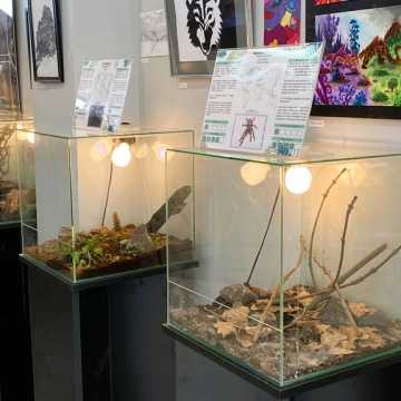 Kilkadziesiąt pająków można podziwiać na wystawie w Radomsku
