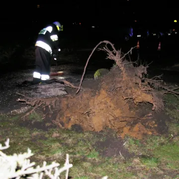 Wichura szaleje. W Radomsku powala drzewa