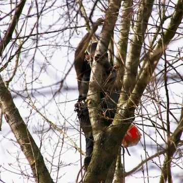 Trwa pielęgnacja najstarszej topoli w Radomsku