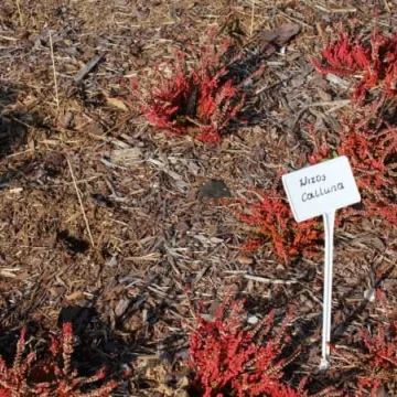 Ekopracownia pod chmurką w PSP nr 9 w Radomsku już działa