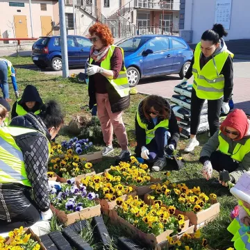 W Radomsku posadzono ponad 300 bratków w żółtym i niebieskim kolorze
