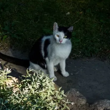 O kotach w ich święto...