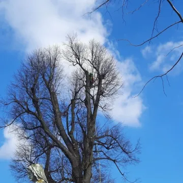 Pielęgnacja zabytkowej lipy