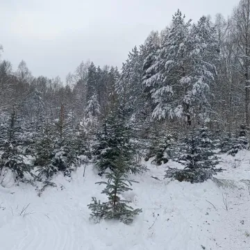 II edycja „choinkobrania” w Radomsku
