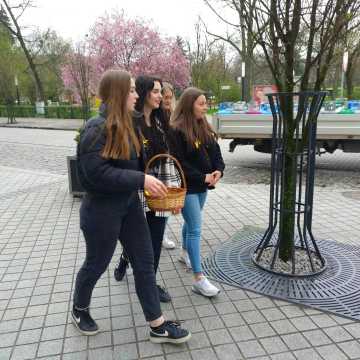 Młodzież z „ekonomika” rozdawała żonkile na ulicach Radomska