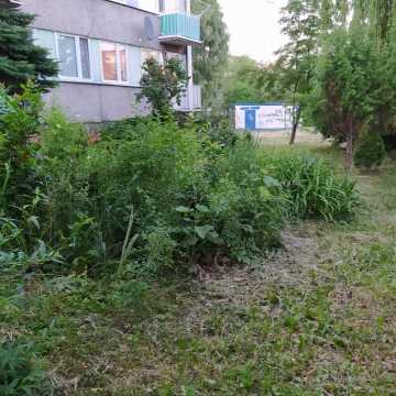 Ogródki przy blokach w Radomsku to nie zawsze dobra wizytówka. Czy powinny zostać zlikwidowane?