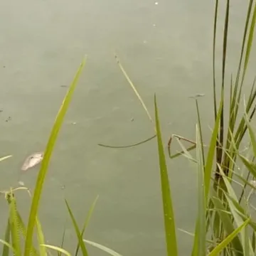 Śnięte ryby w parku Świętojańskim