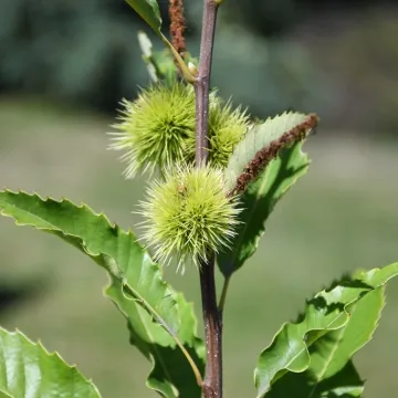 Piotrków Tryb.: zakwitły kasztany przyjaźni