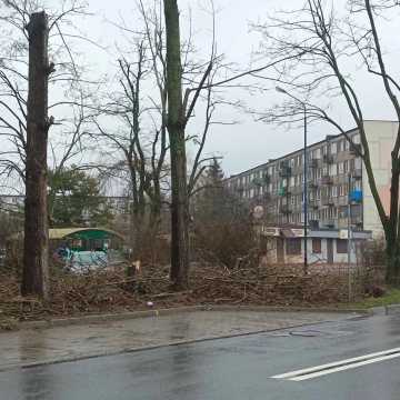 Dendrolog Ernest Rudnicki komentuje wycinkę drzew przy ul. Jagiellońskiej