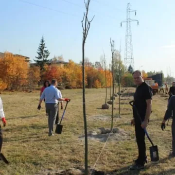 Sto drzew na stulecie