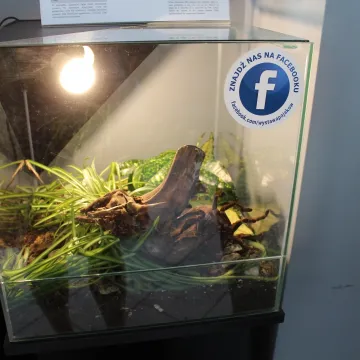 Pająki i skorpiony w MDK w Radomsku