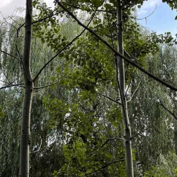Spacer w obronie drzew na Gliniankach w Radomsku