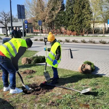 W Radomsku posadzono ponad 300 bratków w żółtym i niebieskim kolorze
