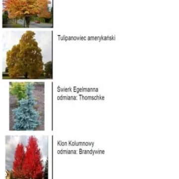 Wizualizacja skweru przy ul. Sierakowskiego