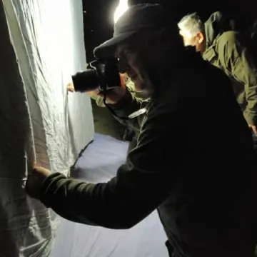 Wabili owady do światła