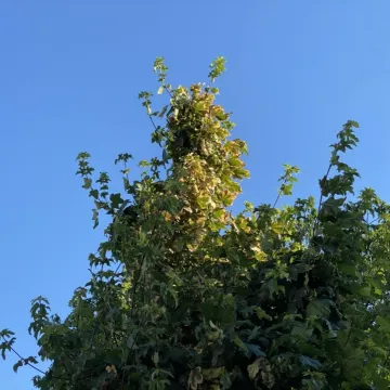 Oparzenie słoneczne drzew na ul. Reymonta w Radomsku