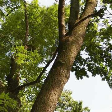 Radny Rączkowski: drzewa w Parku Świętojańskim zagrażają życiu mieszkańców