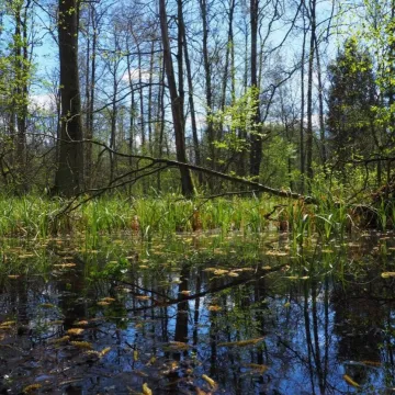 Propozycja na majówkę: Rezerwat Przyrody Dębowiec