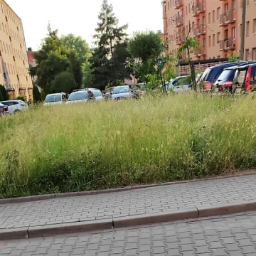 Betonoza kontra łąki kwietne