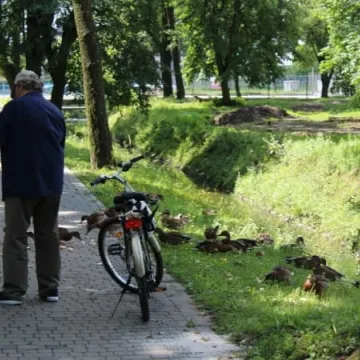 Postęp prac rewaloryzacyjnych w parku Świętojańskim [zdjęcia i film]