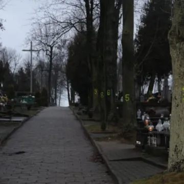 Wielkie liczenie drzew …