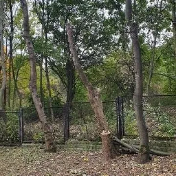 Dlaczego wycinane są drzewa w Miasteczku Ruchu Drogowego w Radomsku?