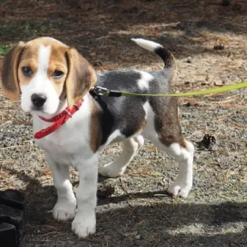 Zaczipowano psy i koty w Radomsku