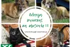 W tym tygodniu w Radomsku adopcja zwierzaków za symboliczną złotówkę