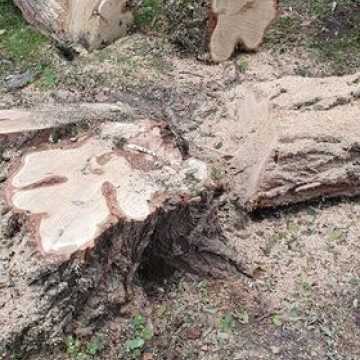 Dlaczego wycinane są drzewa w Miasteczku Ruchu Drogowego w Radomsku?