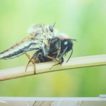 To jest rok Moniuszki