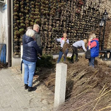 Zielone Radomsko. Darmowe sadzonki dla mieszkańców