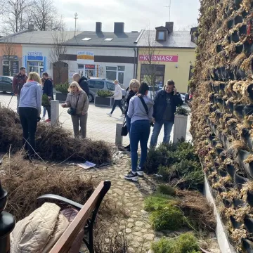 Zielone Radomsko. Darmowe sadzonki dla mieszkańców