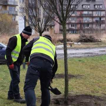 Drzewa na ul. Reymonta w Radomsku są przesadzane z donic. Będą rosły na „gliniankach”