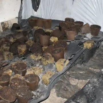 Zlikwidowana plantacja konopi 