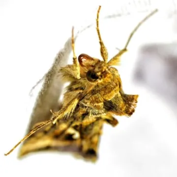 Wabili owady do światła