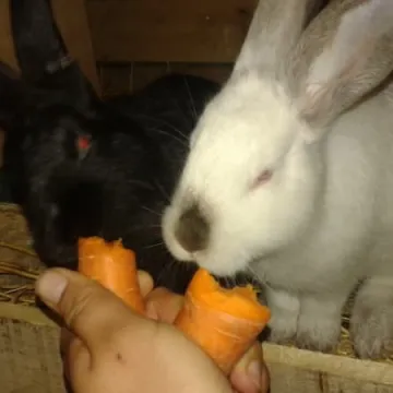 Wernisaż prac „Rogala” w MDK 