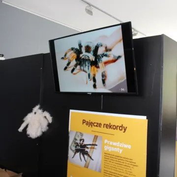Pająki i skorpiony w MDK w Radomsku