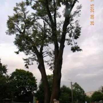 Drzewo, które pamięta zabory 