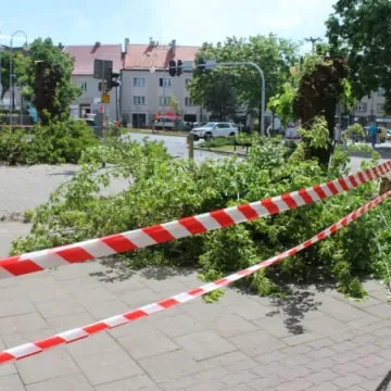Drzewa na ulicy Reymonta poszły pod topór