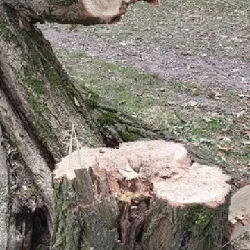 Dlaczego wycinane są drzewa w Miasteczku Ruchu Drogowego w Radomsku?