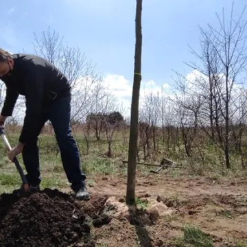 Prezydent Radomska sadził drzewa przy ul. Unii Europejskiej