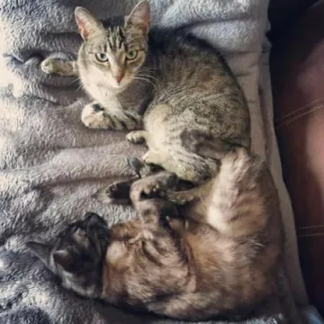 O kotach w ich święto...