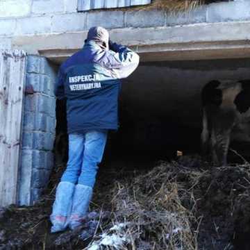 W gospodarstwie w gminie Żytno trzymano w złych warunkach krowy. Interweniowała policja i inspekcja weterynaryjna